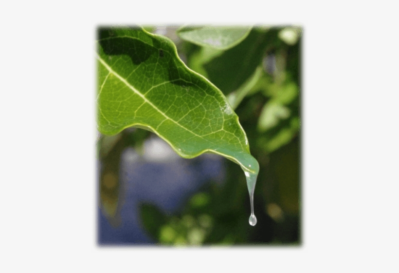 Folha A Sustainable Future Depends On The Development - Nasdaq:ibb, transparent png download