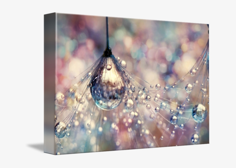 "rainbow Rain" By Sharon Johnstone, Birmingham // Dandelion - Rainbow Rain Canvas Print - Small By Sharon Johnstone, transparent png download