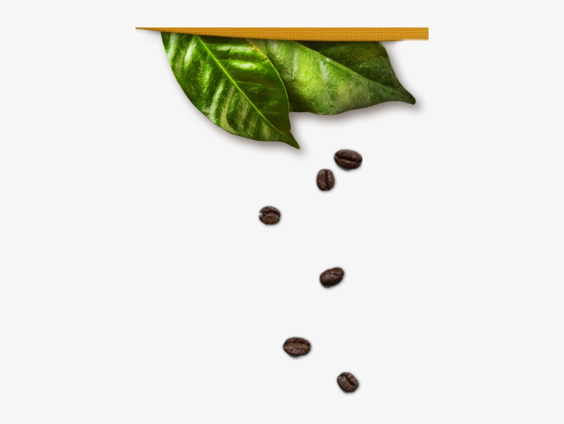 Our History - Folha De Café Png, transparent png download