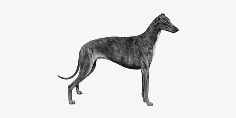 Greyhound - B&w - Sculpture, transparent png download