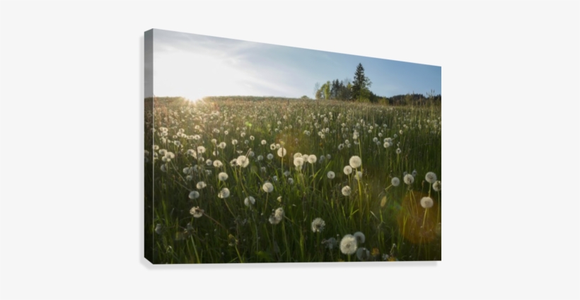 Dandelion Seed Heads In A Field With Blue Sky - Pincushion Flower, transparent png download