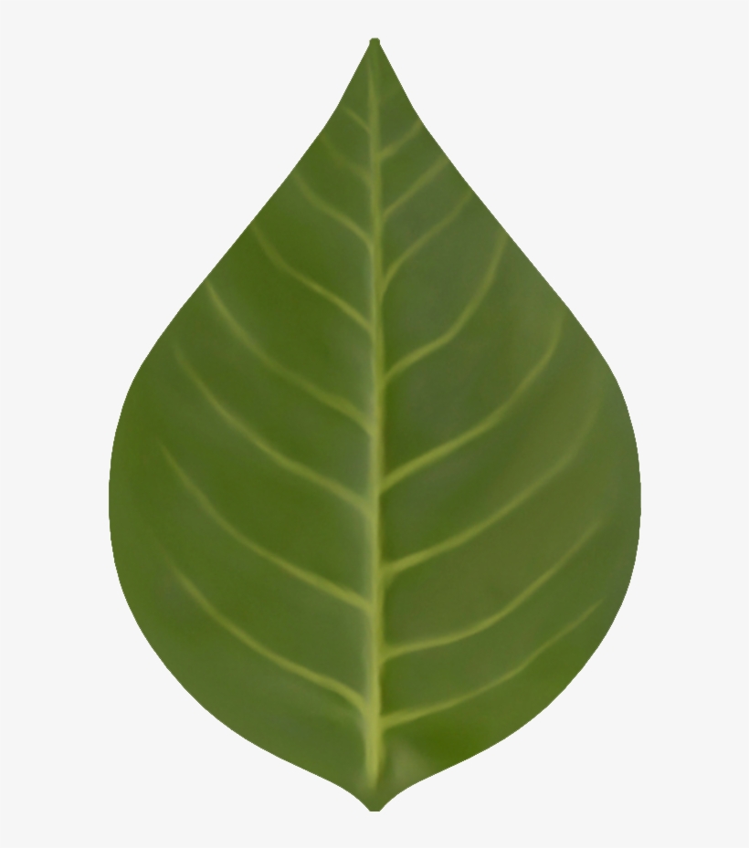 D Eq Folha - Houseplant, transparent png download