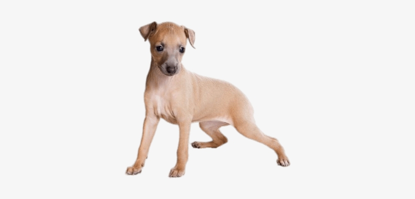 Animals - Italian Greyhound Puppy, transparent png download