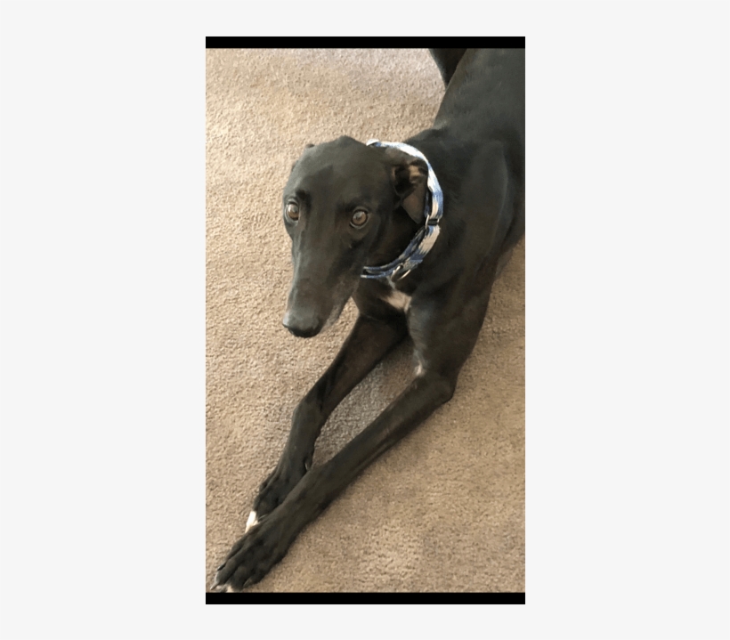 Photo Of Lewis - Magyar Agár, transparent png download