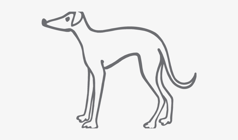 Adopt Zac The Greyhound As Your Pet - Greyhound Trust, transparent png download