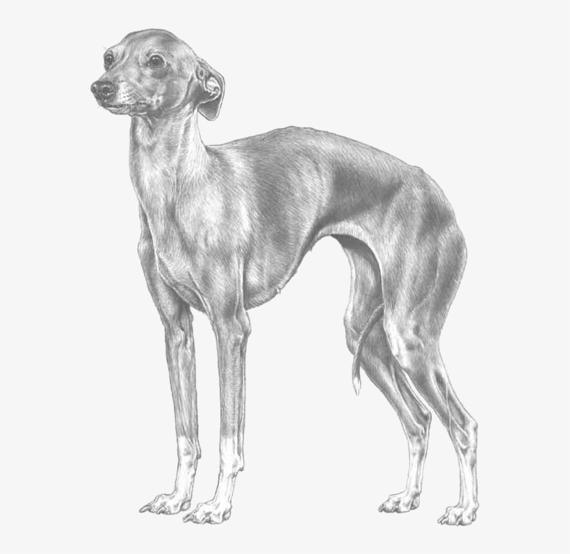 Italian Greyhound - Svensk Vinthund, transparent png download
