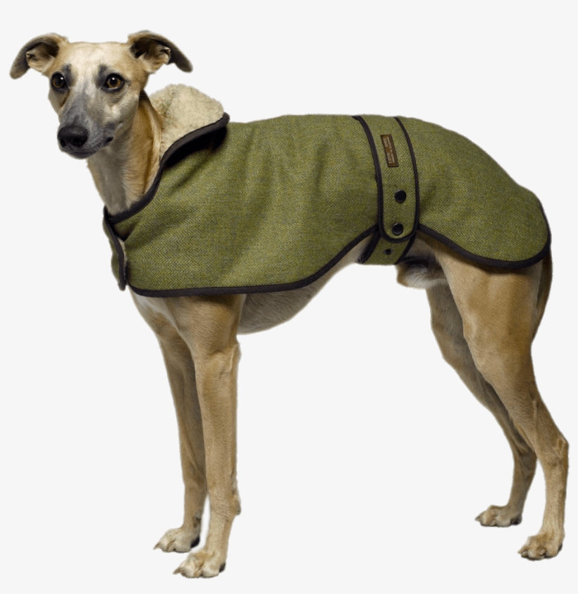 tweed whippet coat
