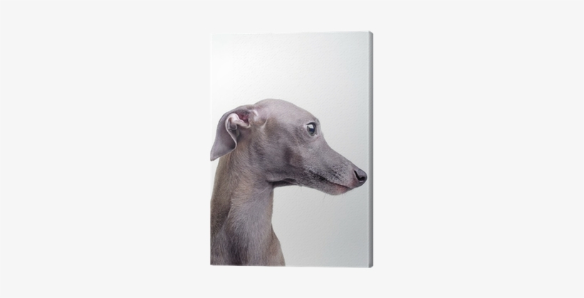 Italian Greyhound, transparent png download