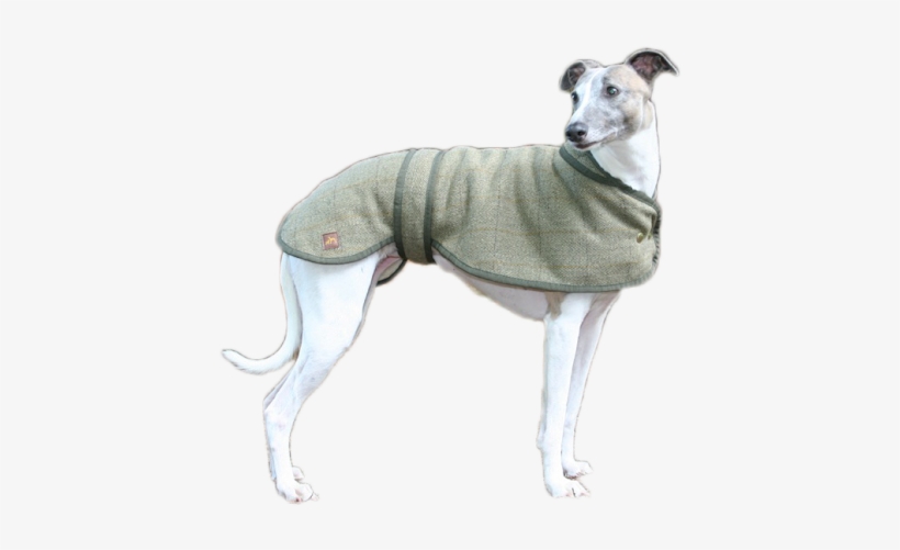 Greyhound And Whippet Coats - Whippet, transparent png download