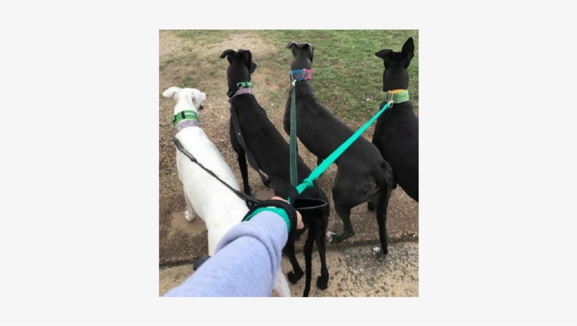 Greyhounds, Like Potato Chips - Greyhound, transparent png download