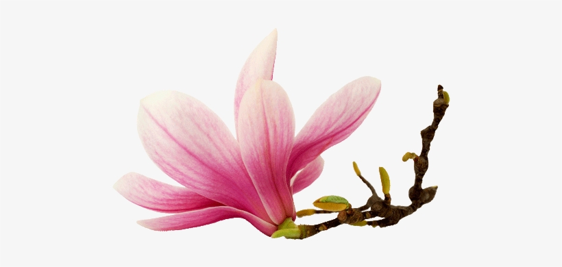Labor Day Spa Specials, transparent png download