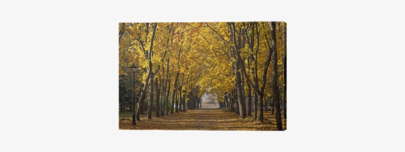 Garden Walkway With Picturesque Autumn Trees Canvas - Autumn, transparent png download