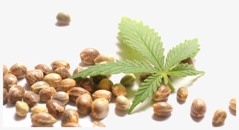 Hemp Seeds Sticker - Canapa Semi E Foglie, transparent png download