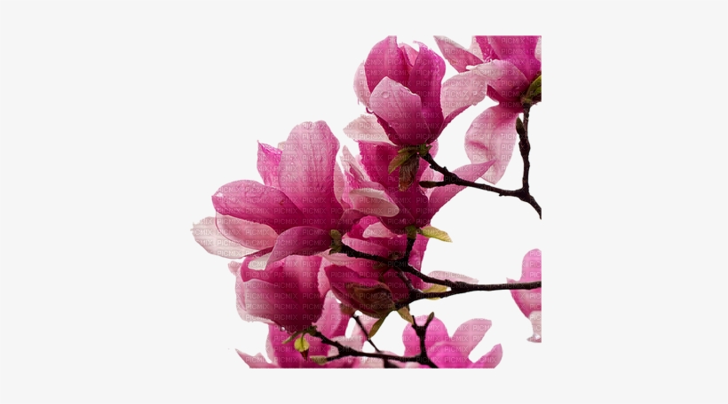 Fleur Rose Magnolia Flower - Blumen Magnolien, transparent png download