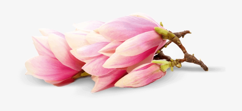 Magnolia - Chinese Magnolia, transparent png download