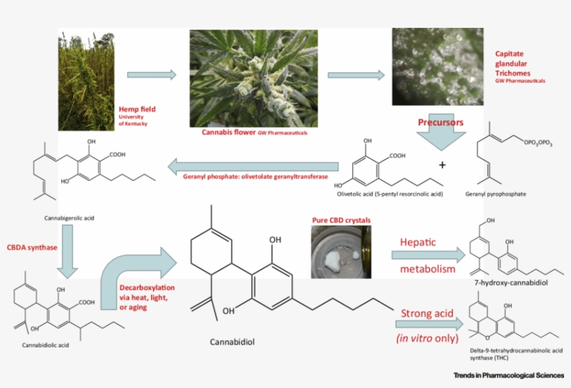Cbd Is Biosynthesized In Hemp Or Drug Chemovars Of - Cannabidiol, transparent png download