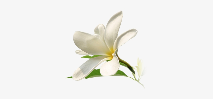 Add To Basket, transparent png download