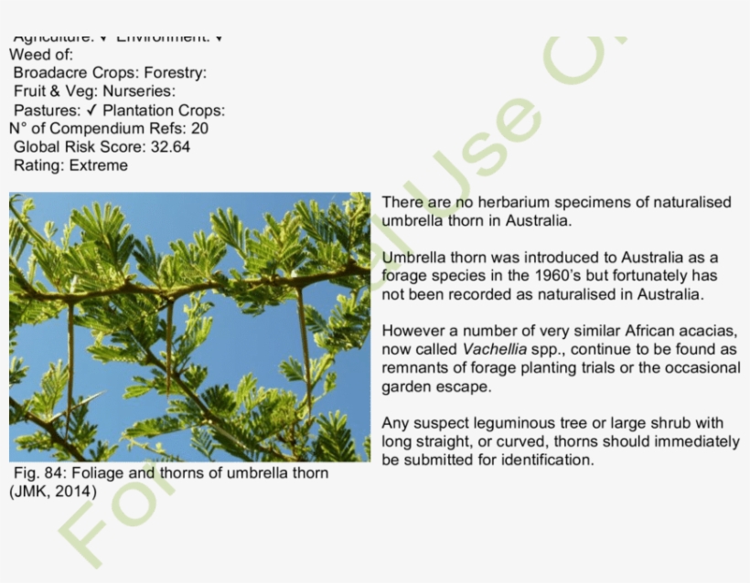 Habit And Habitat Of Umbrella Thorn - Sabana Plantas, transparent png download