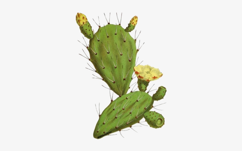 Twilight - Prickly Pear Cactus Botanical Illustration, transparent png download