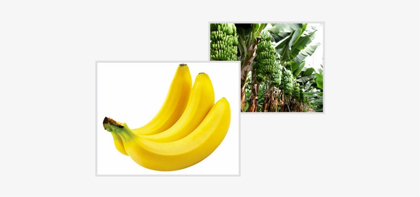 Donde Sale El Platano, transparent png download