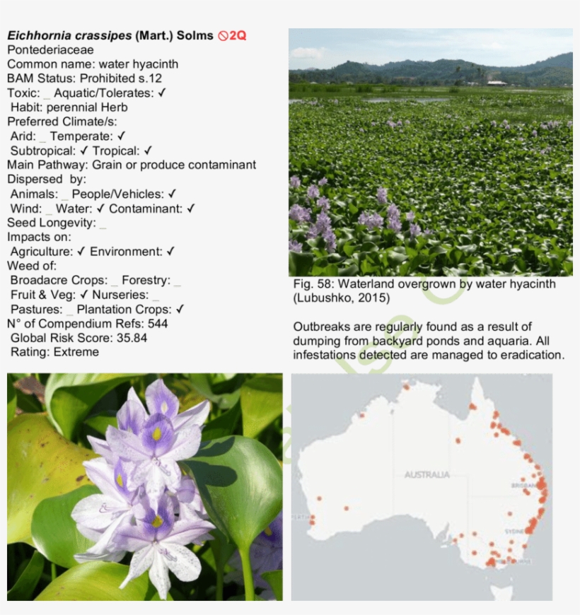 Water Hyacinth Map - Viola, transparent png download