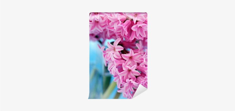 Hyacinth, transparent png download