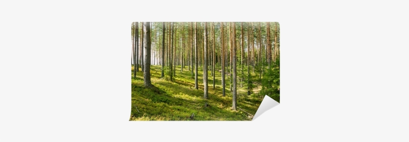 Scots Pine, transparent png download