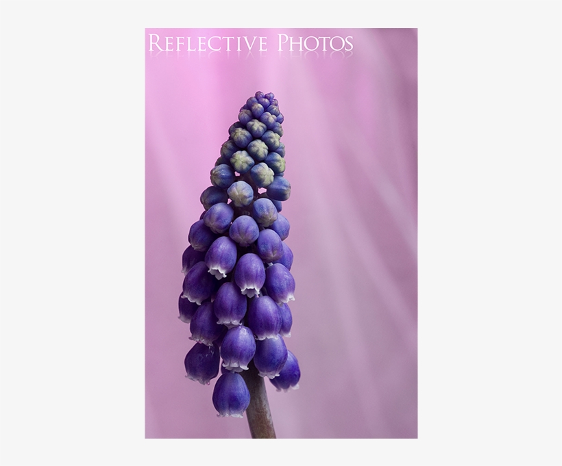 Wild Grape Hyacinth - Grape Hyacinth, transparent png download
