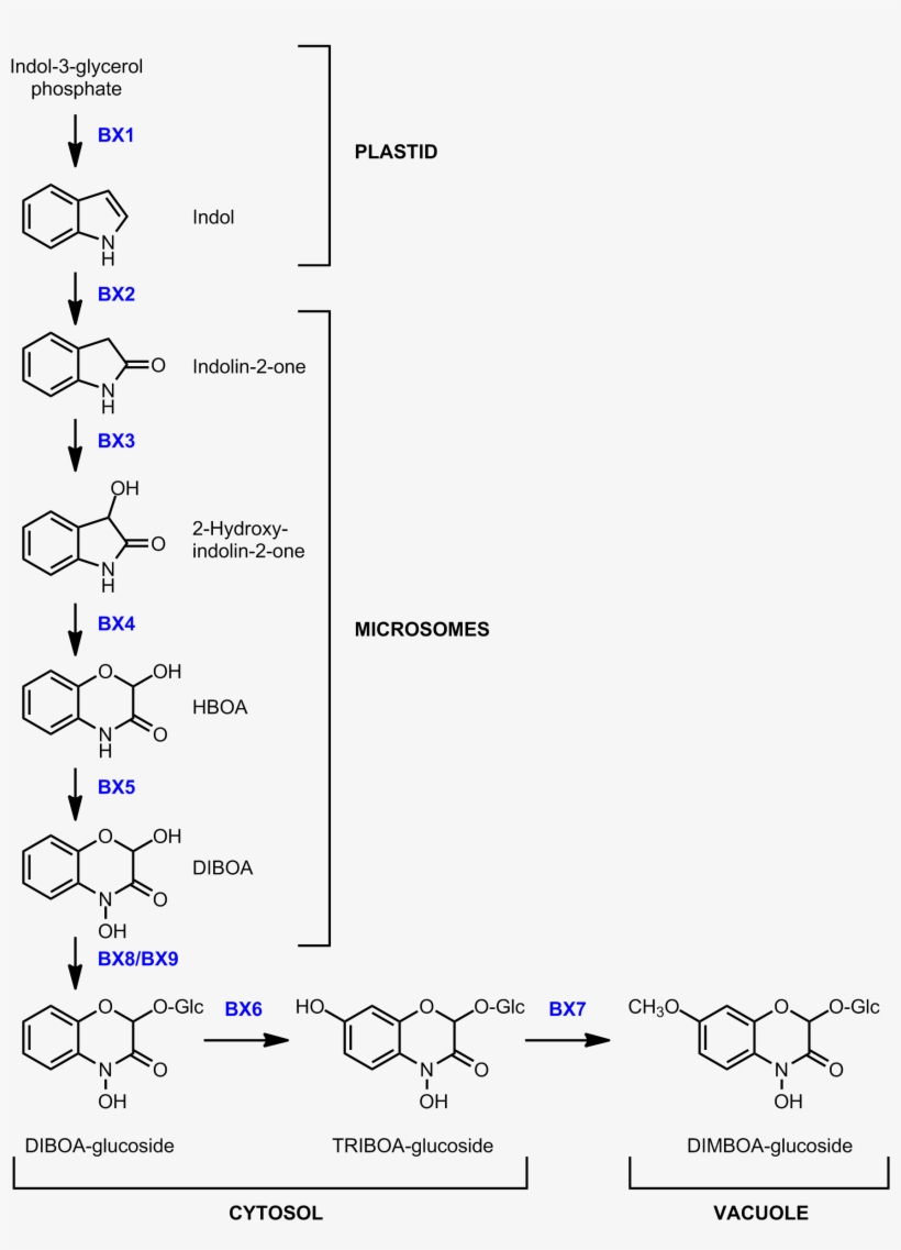 Benzoxazinoid Biosynthesis In Maize - Diagram, transparent png download