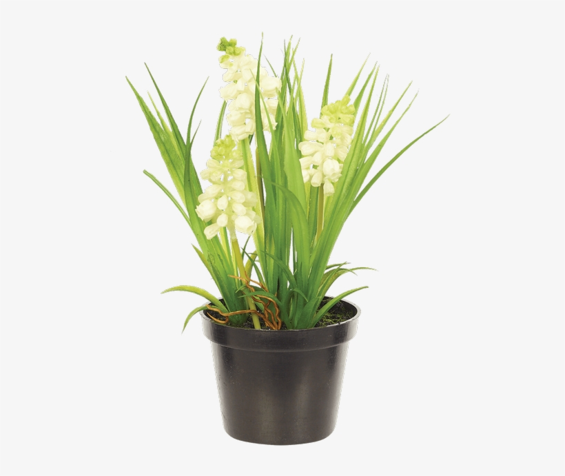 Hyacinth Bush In Planter, White - Moth Orchid, transparent png download