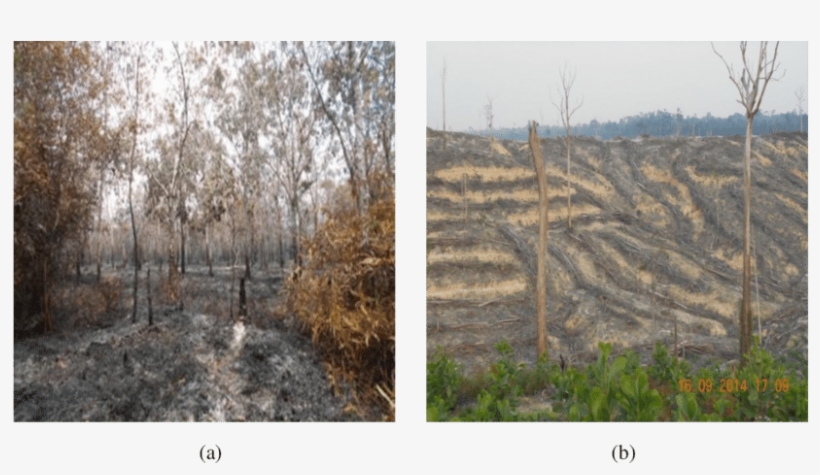 Land Clearing Methods In Oil Palm Plantations Use Fire - Plantation, transparent png download