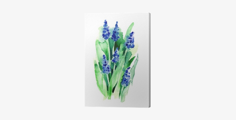 Grape Hyacinth, transparent png download