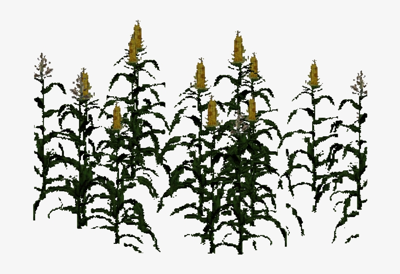 Maize - Illustration, transparent png download