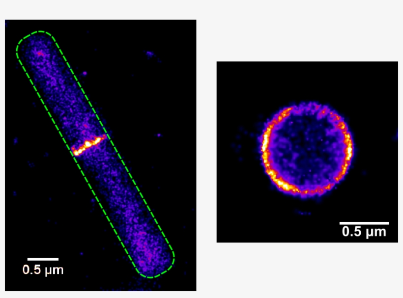 Super-resolution Microscopy, transparent png download