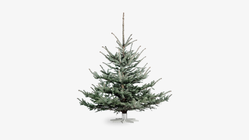 Blue Spruce - Træsorter Juletræ, transparent png download