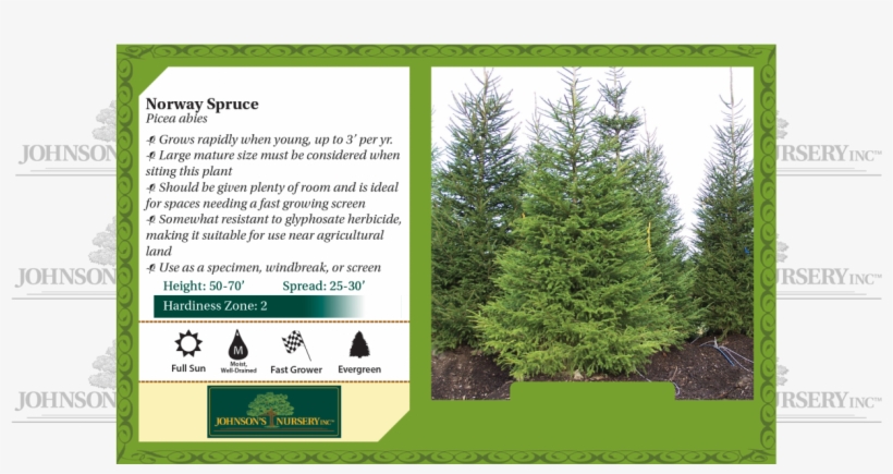 Norway Spruce Picea Abies Benchcard - Mesabi Cherry, transparent png download