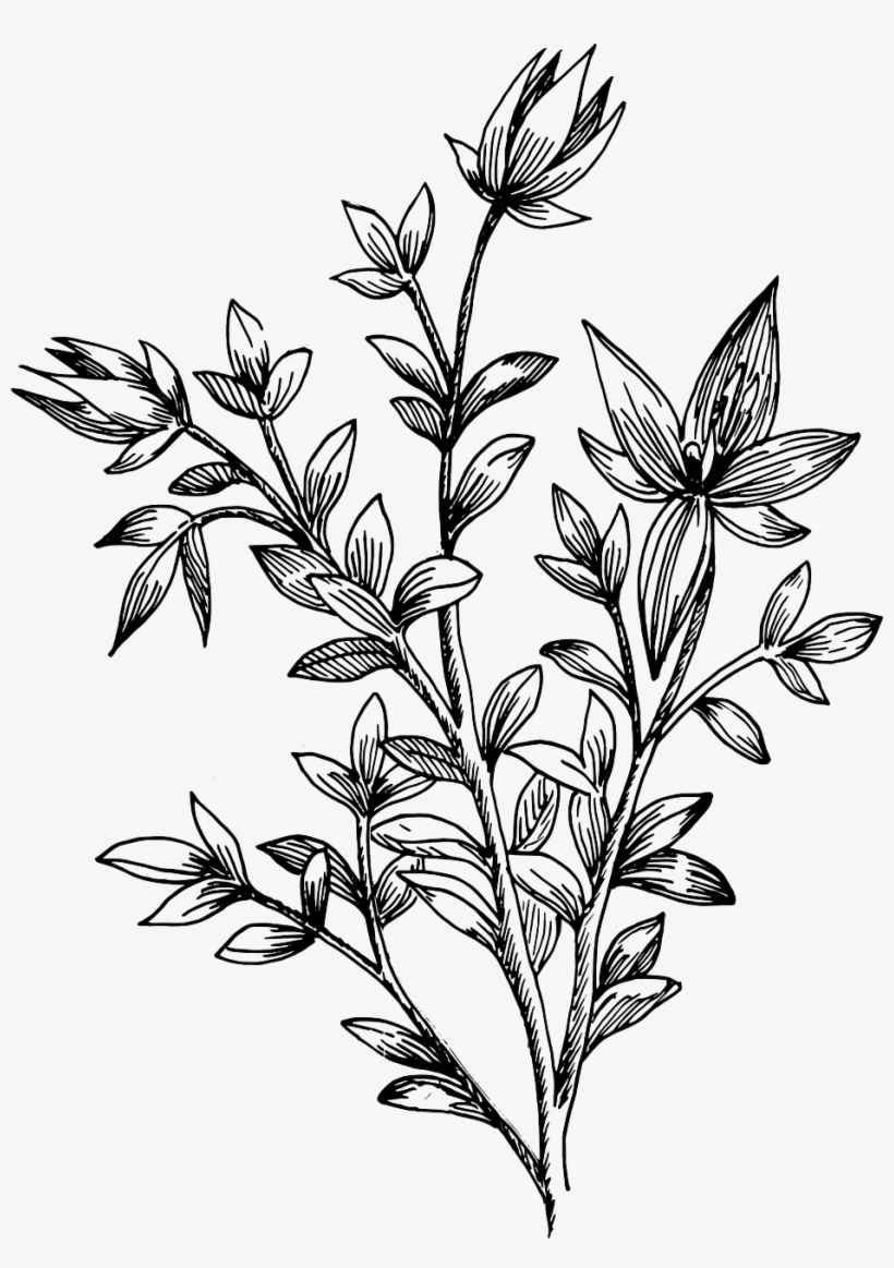 Drawn Leaves Transparent - Drawing Flower And Leaves Transparent PNG