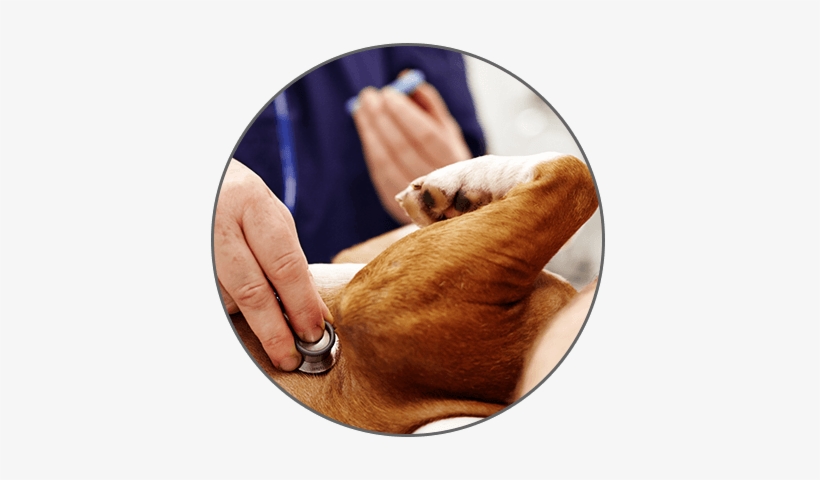 Dog Donate 2 - Dog, transparent png download