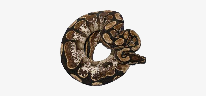 Calico-1 - Serpent, transparent png download