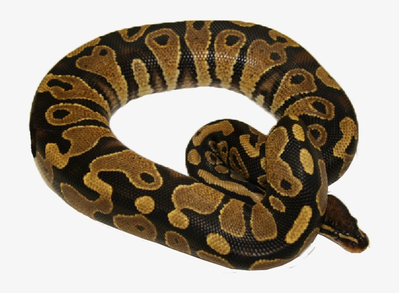 Yellowbellys - Pythons, transparent png download