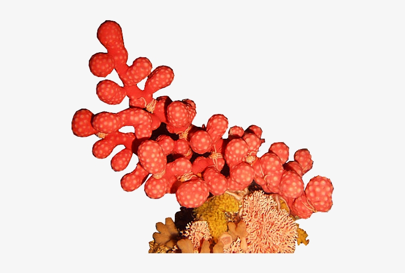 Deep Sea Coral Png, transparent png download