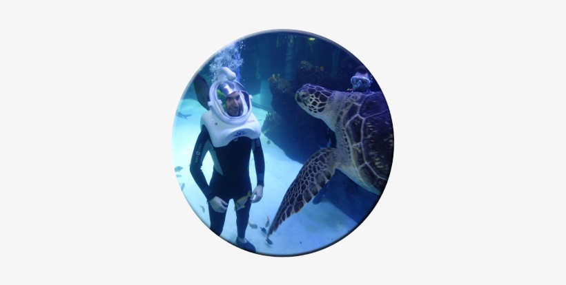 Sea Trek Bubbles Attract Turtle - Underwater, transparent png download