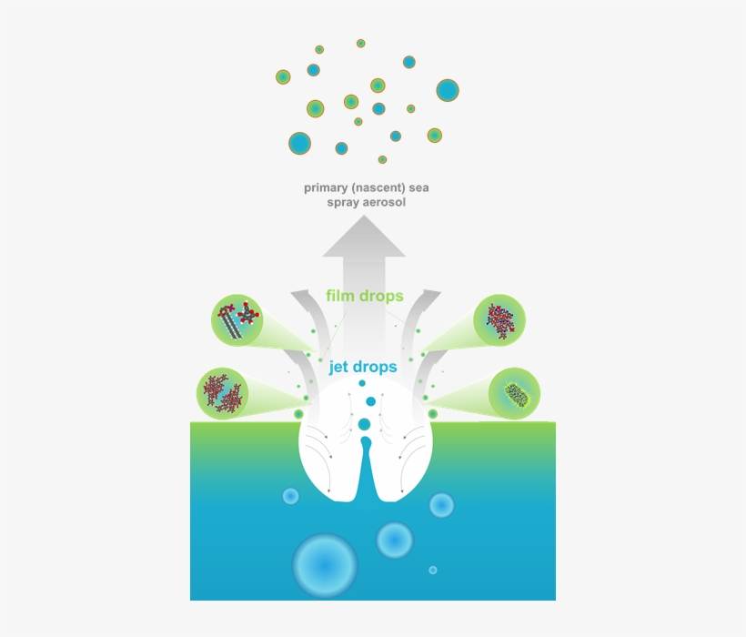 Sea Spray Aerosols Are Generated From From Bubbles - Research, transparent png download