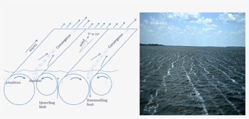 1 Sketch Showing Langmuir Cells And Associated Windrows - Langmuir Circulation, transparent png download