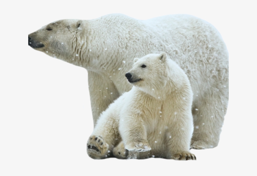 Polar Bear Png Transparent Images - Polar Bear Images Png, transparent png download