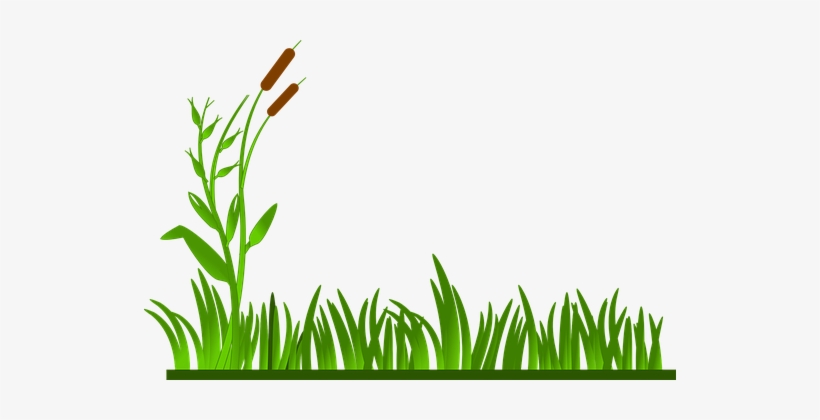 Grass Lawn Green Cat O' Nine Tails Plants - Green Grass Clipart, transparent png download