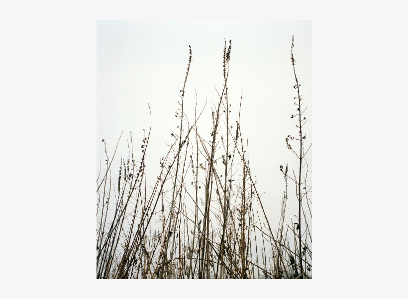 Pond Pine, transparent png download