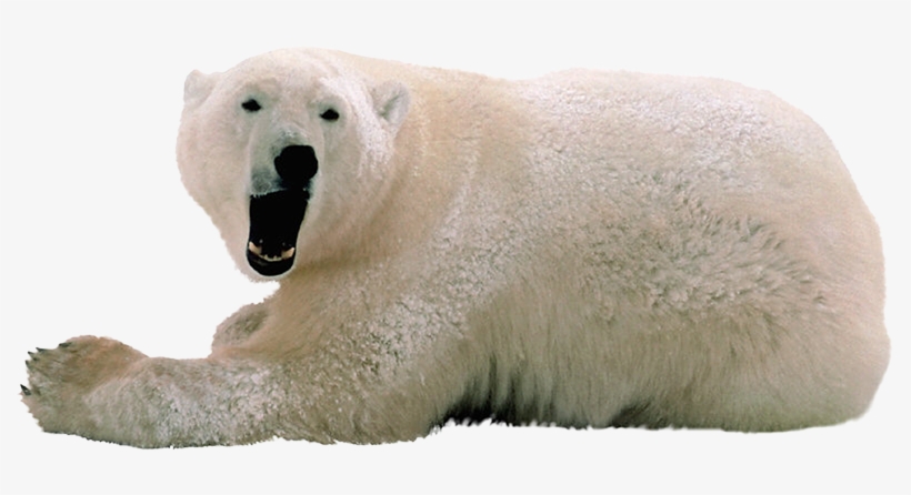 Polar White Bear Png - Polar Bear Transparent Background, transparent png download
