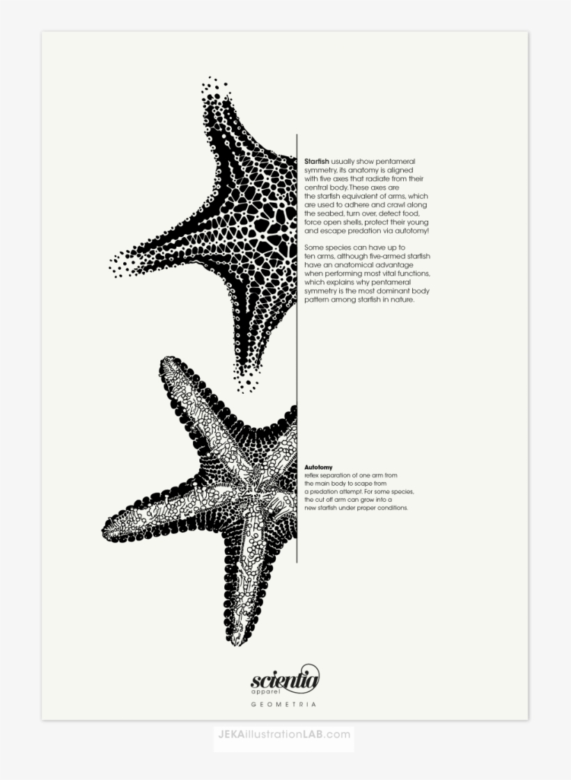 2016 Jessica Himarli Rivas - Starfish, transparent png download