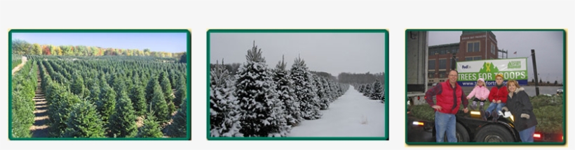 And Julie Hanauer, Together With Dan Sr - Tree, transparent png download